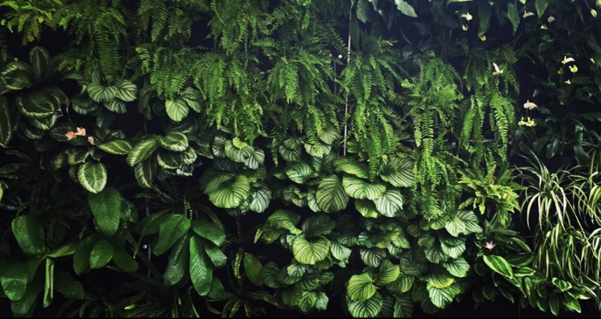 Living green plant wall at Master Mechanics